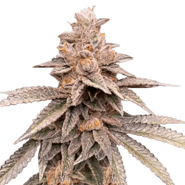 Med. Cannabis