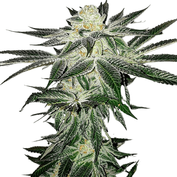 Med. Cannabis