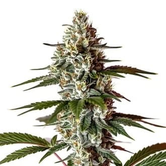 Med. Cannabis