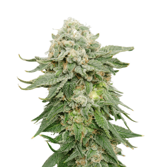 Med. Cannabis