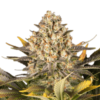 Med. Cannabis