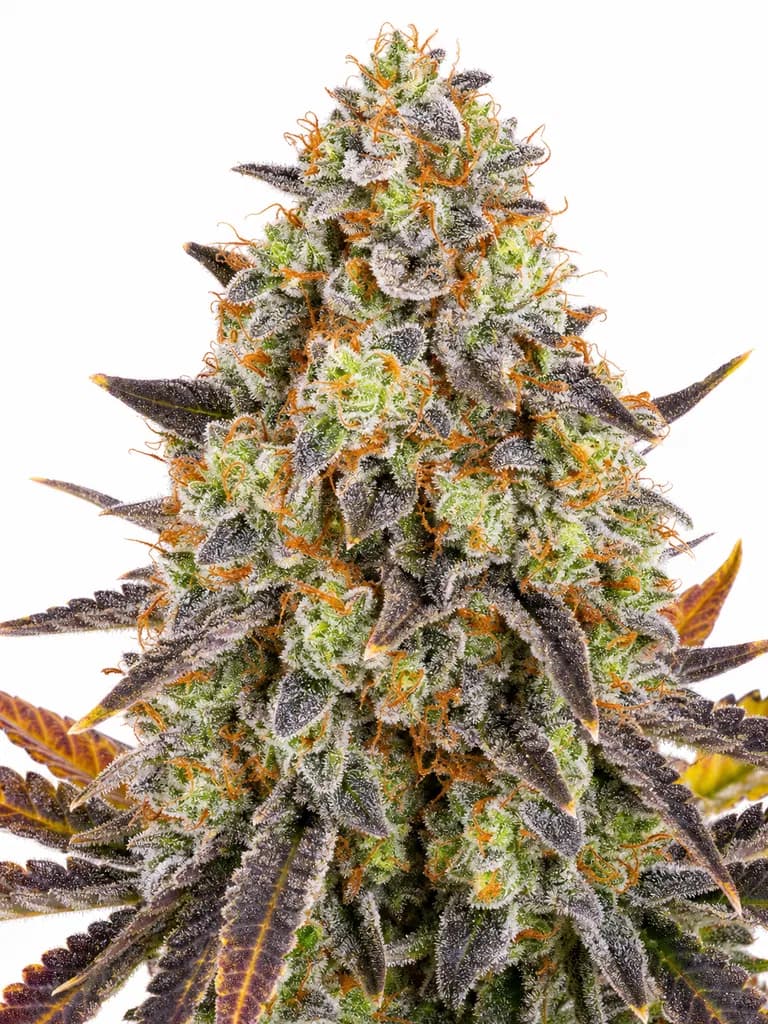 Med. Cannabis