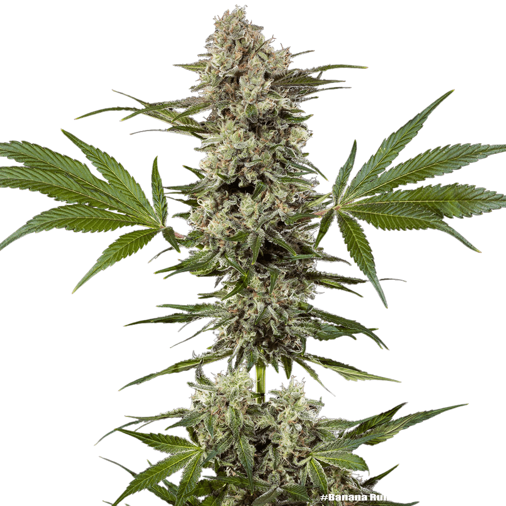 Med. Cannabis