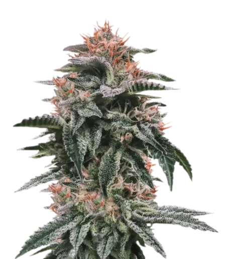 Med. Cannabis