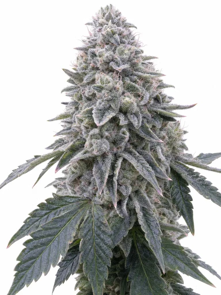 Med. Cannabis