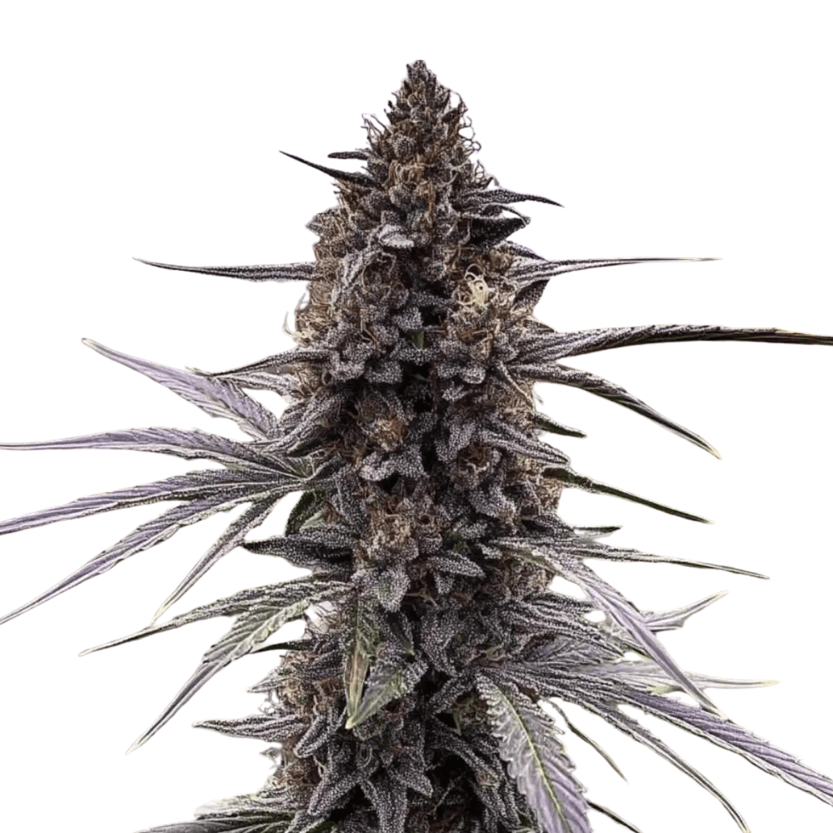 Med. Cannabis