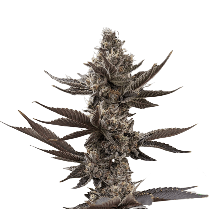 Med. Cannabis