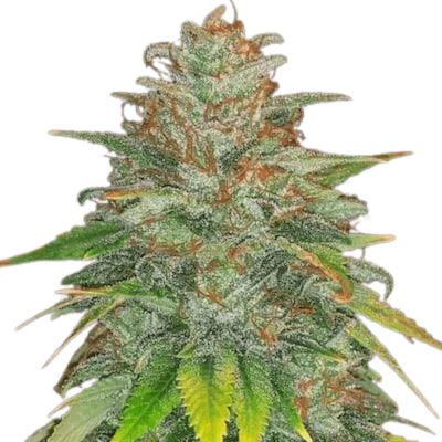 Med. Cannabis