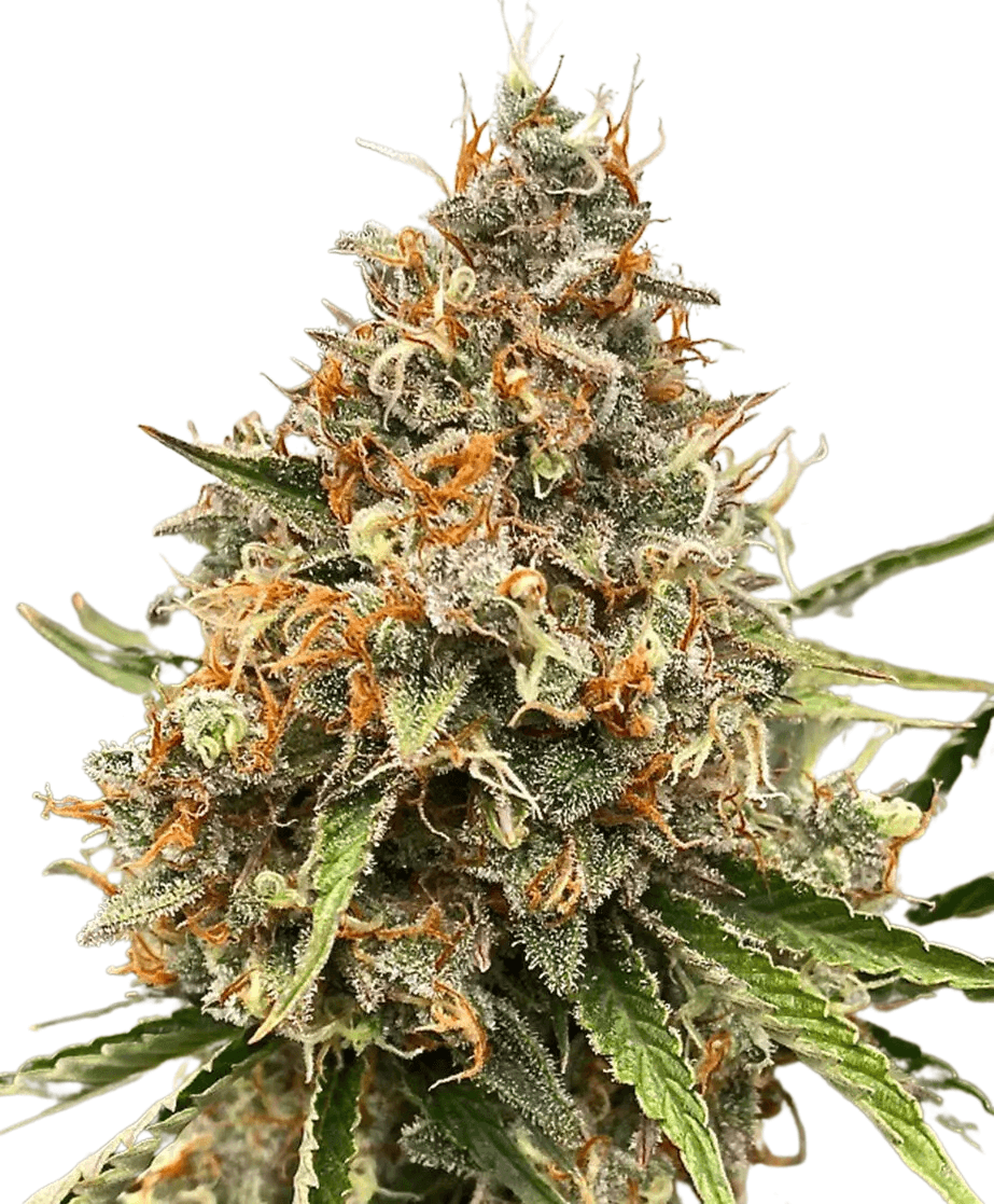 Med. Cannabis