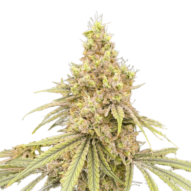 Med. Cannabis