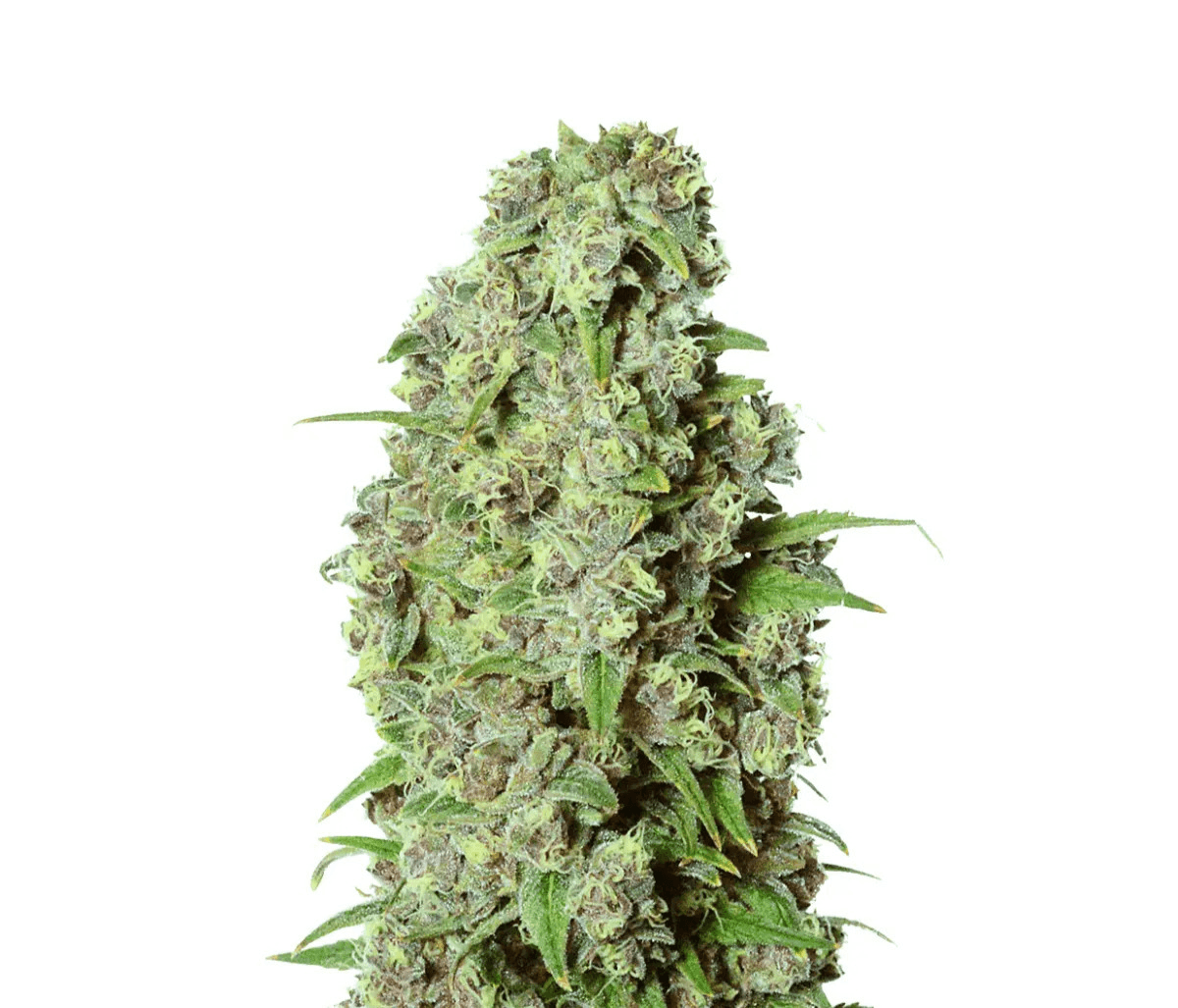 Med. Cannabis