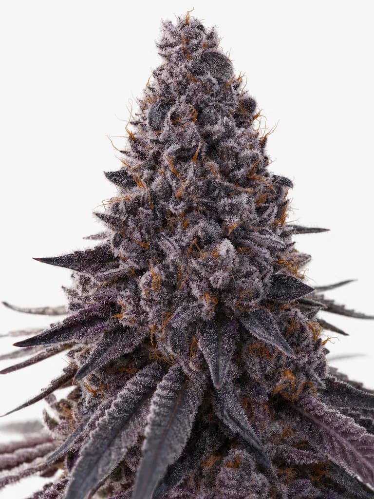 Med. Cannabis