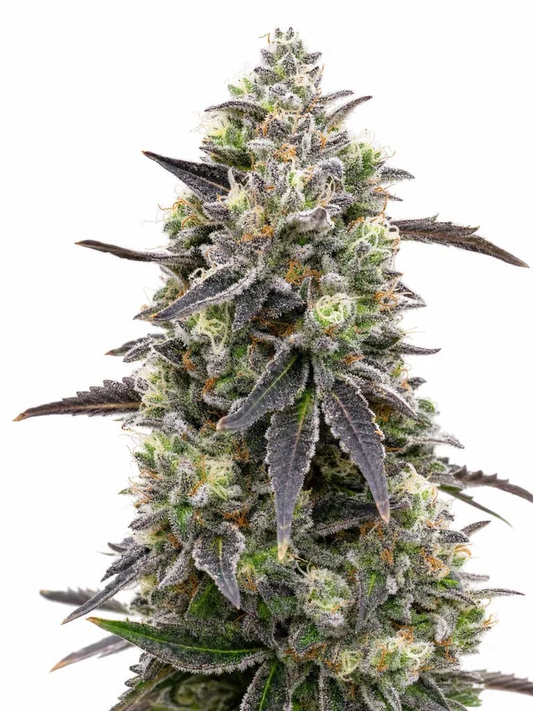 Med. Cannabis