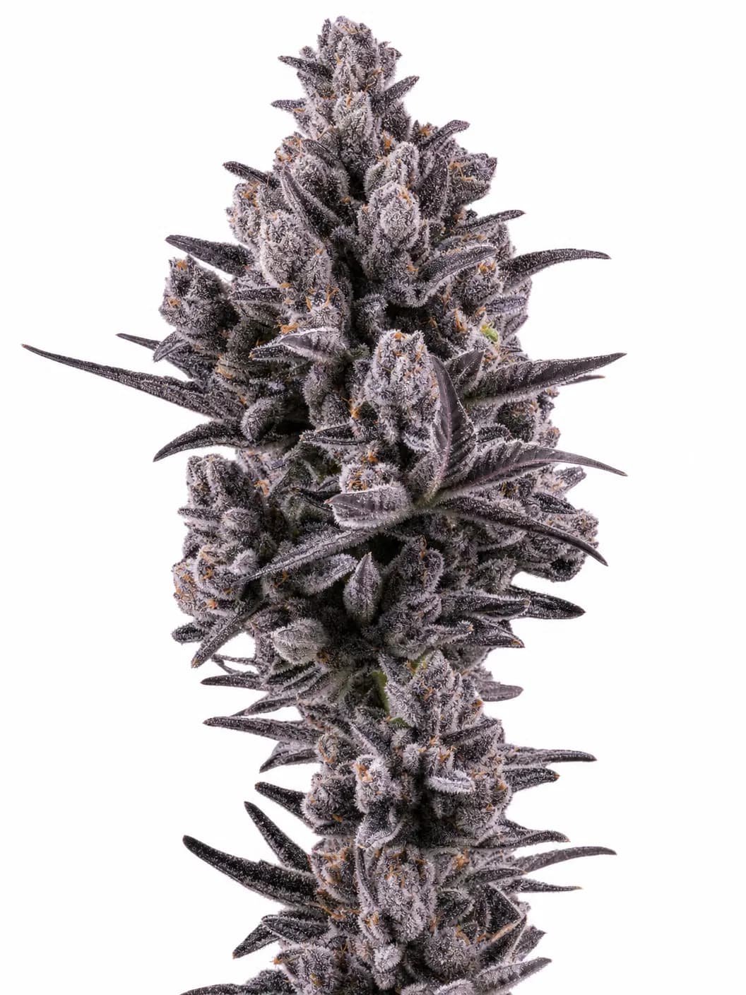 Med. Cannabis
