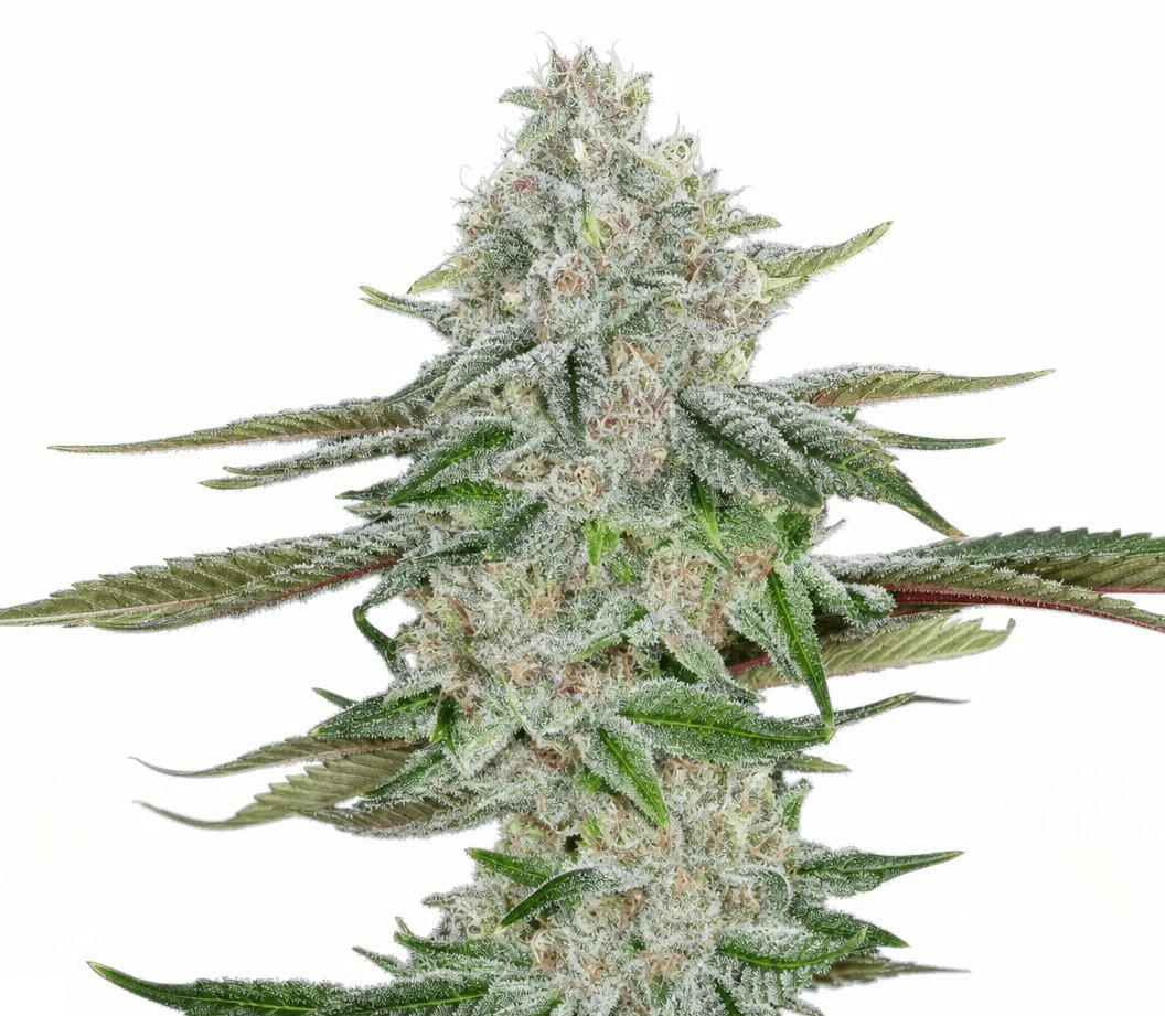 Med. Cannabis
