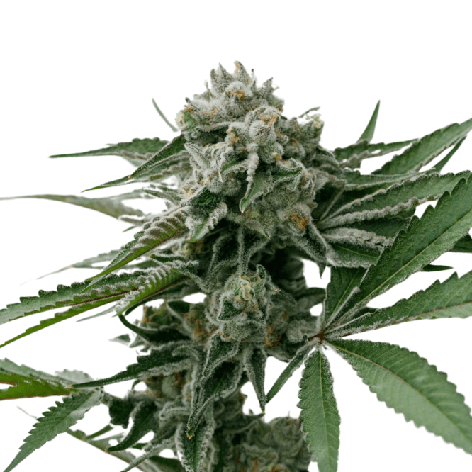 Med. Cannabis