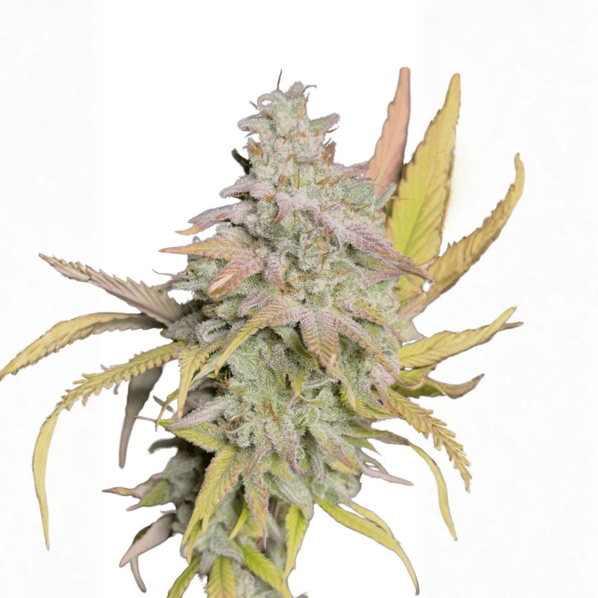 Cannabis der Sorte Berry Mist