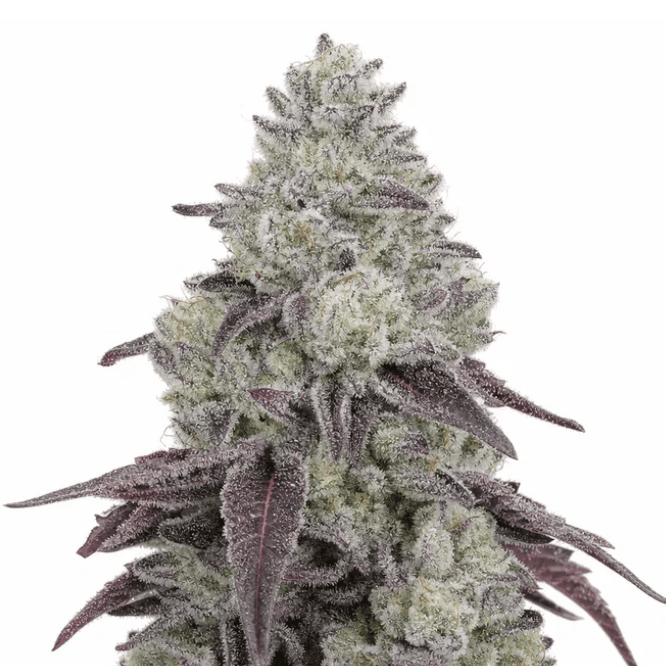 Med. Cannabis