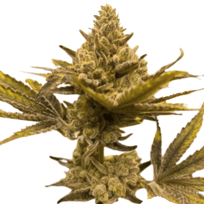 Med. Cannabis