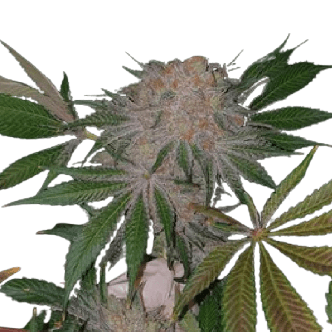 Med. Cannabis