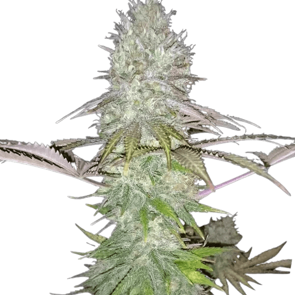 Med. Cannabis