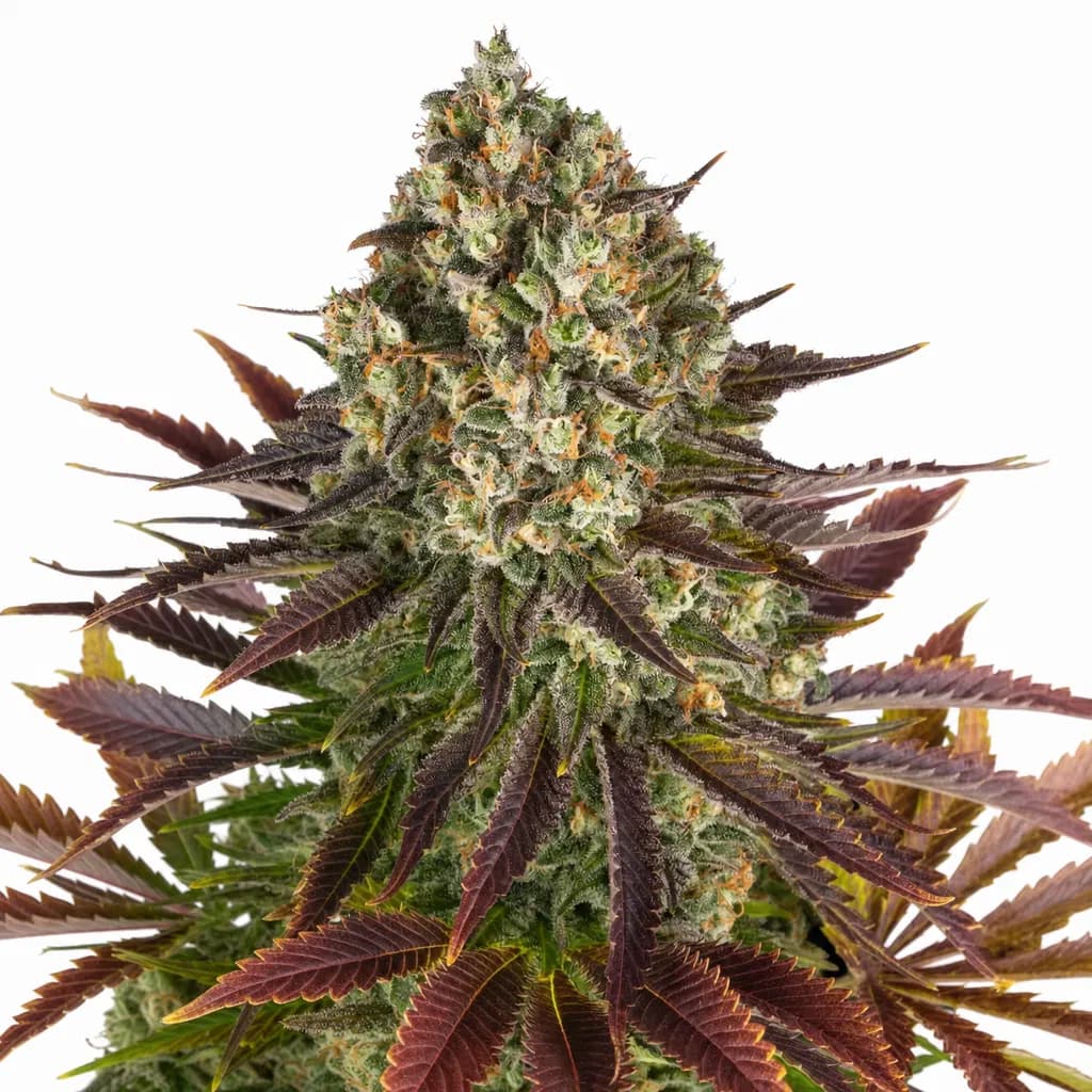 Med. Cannabis
