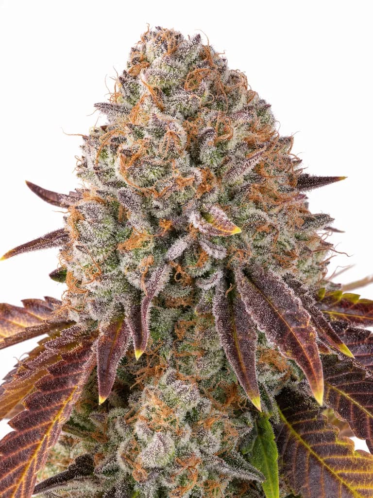 Cannabis der Sorte Biscotti Jealousy
