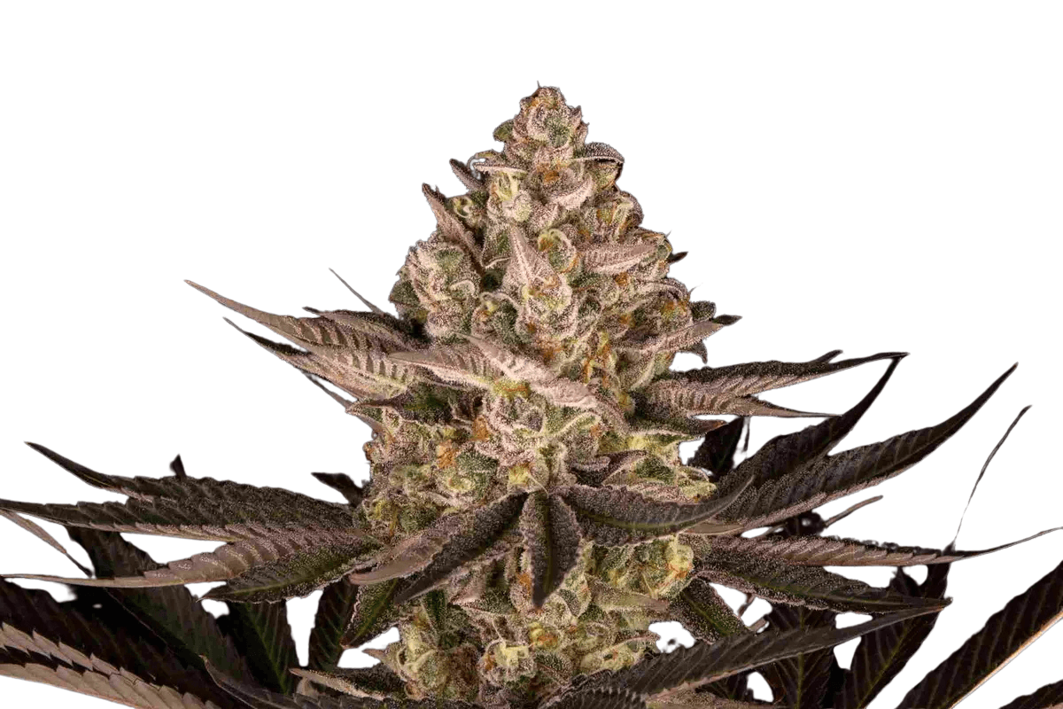 Med. Cannabis