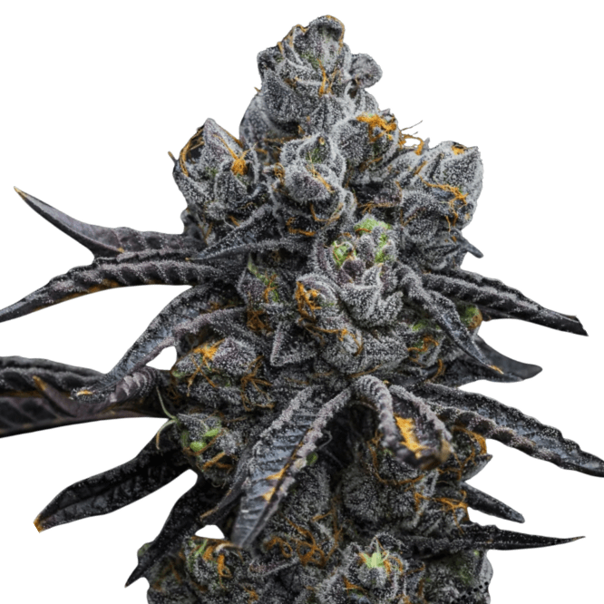 Med. Cannabis