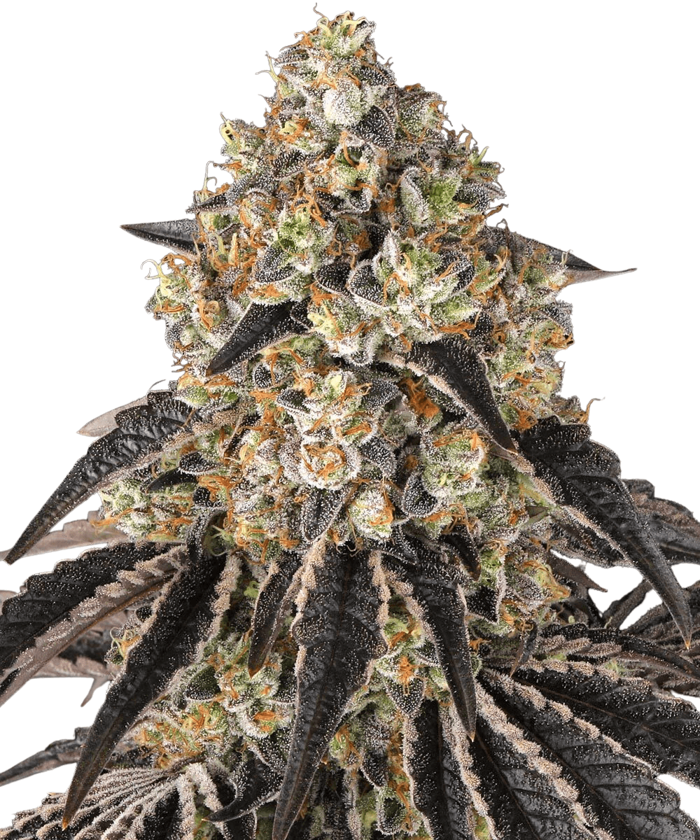 Med. Cannabis
