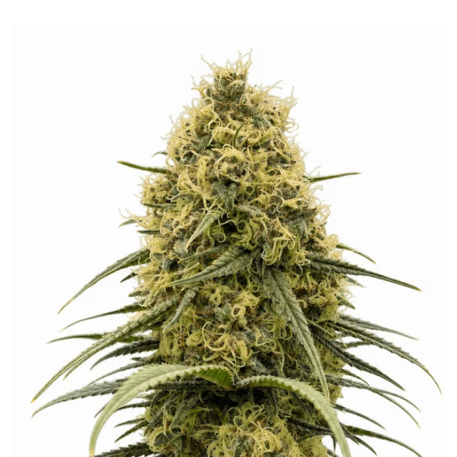 Med. Cannabis