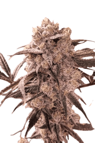 Med. Cannabis
