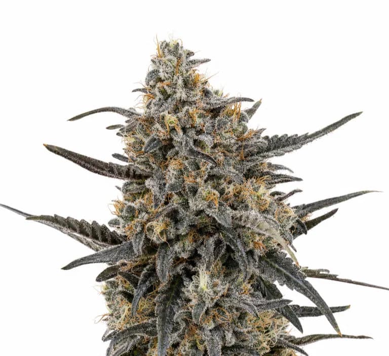 Med. Cannabis
