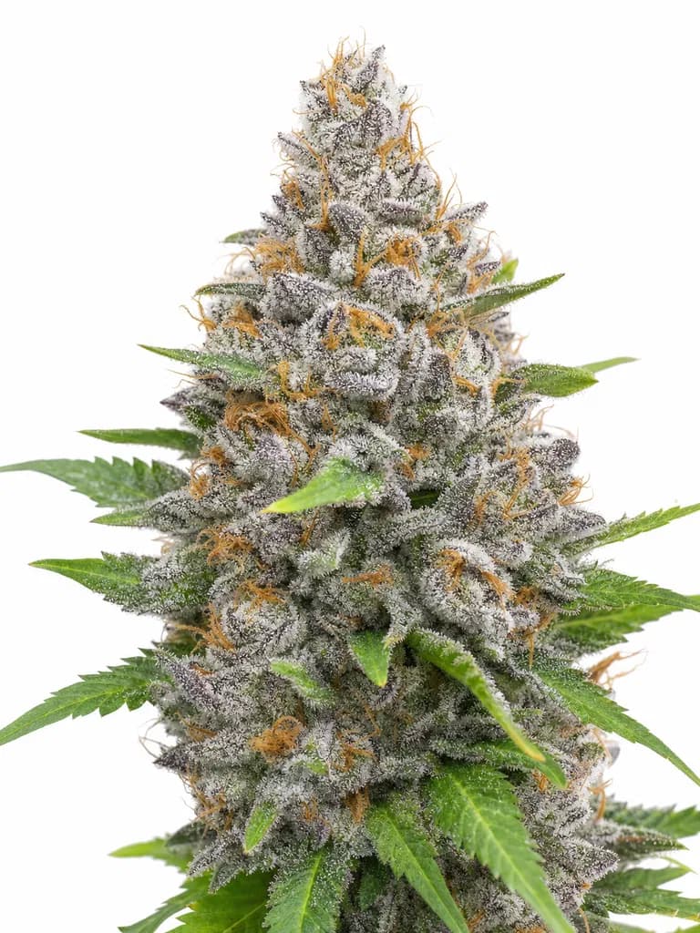 Med. Cannabis