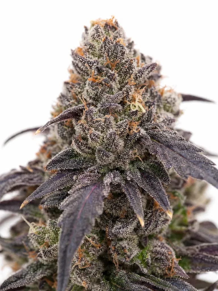 Med. Cannabis