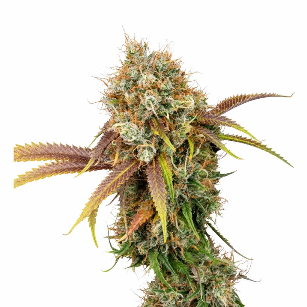 Med. Cannabis