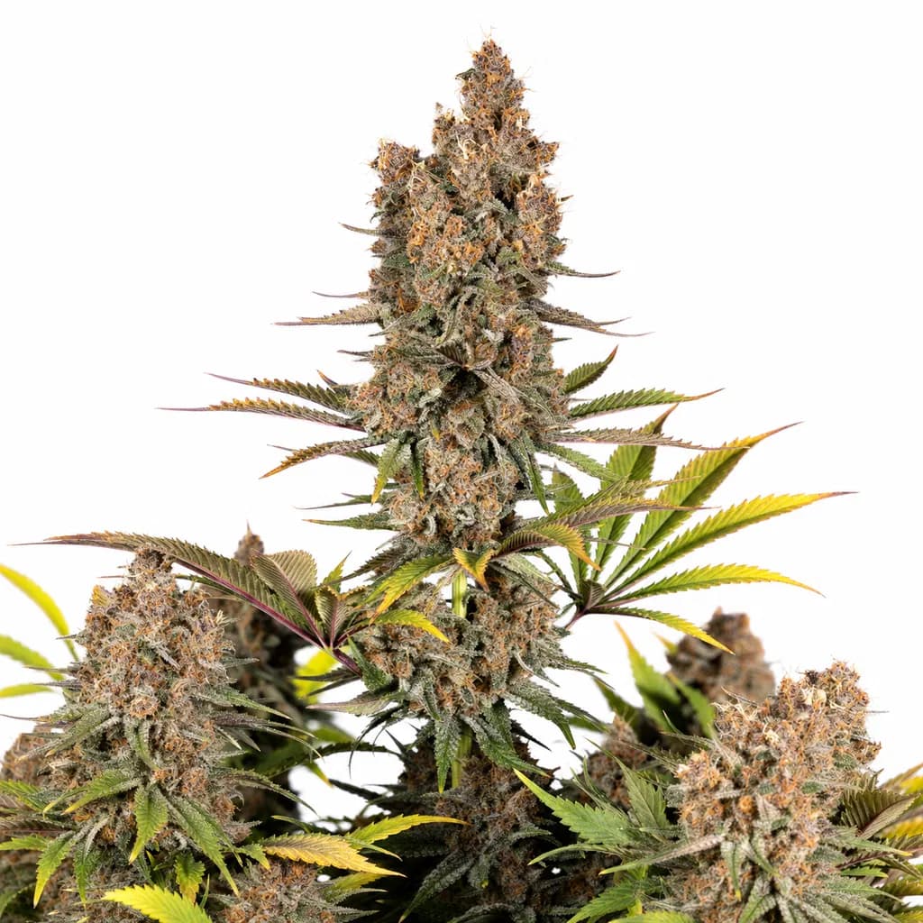 Med. Cannabis