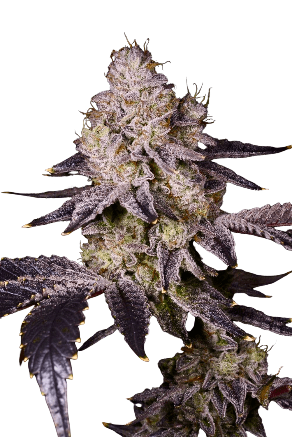 Med. Cannabis