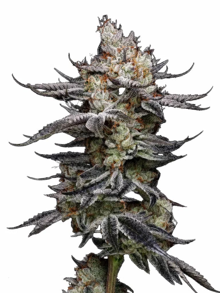 Med. Cannabis