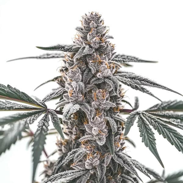 Cannabis der Sorte Black Widow
