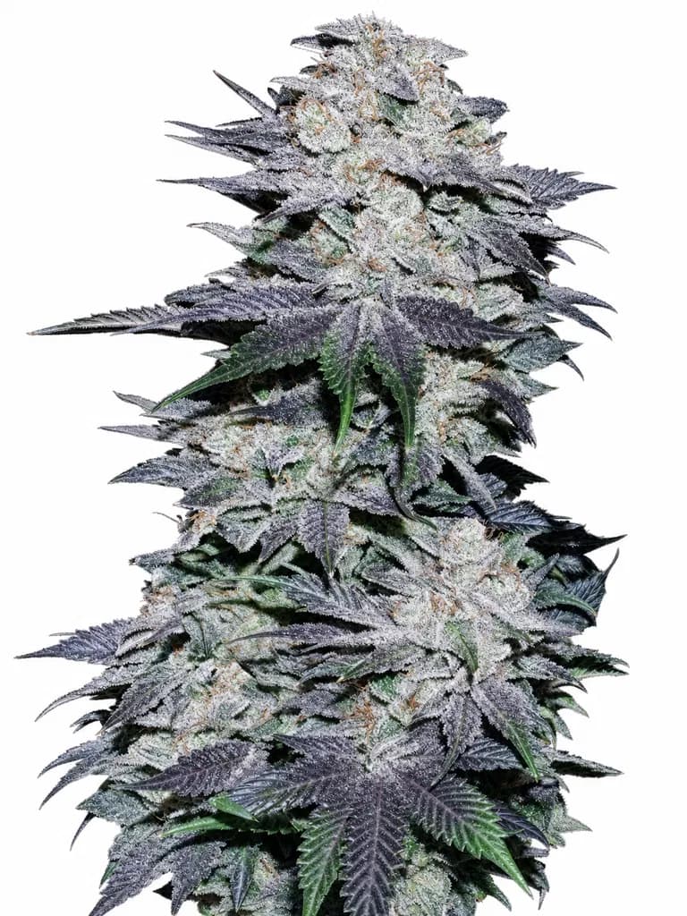 Med. Cannabis