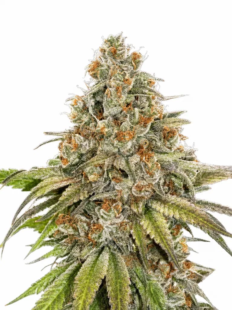 Med. Cannabis