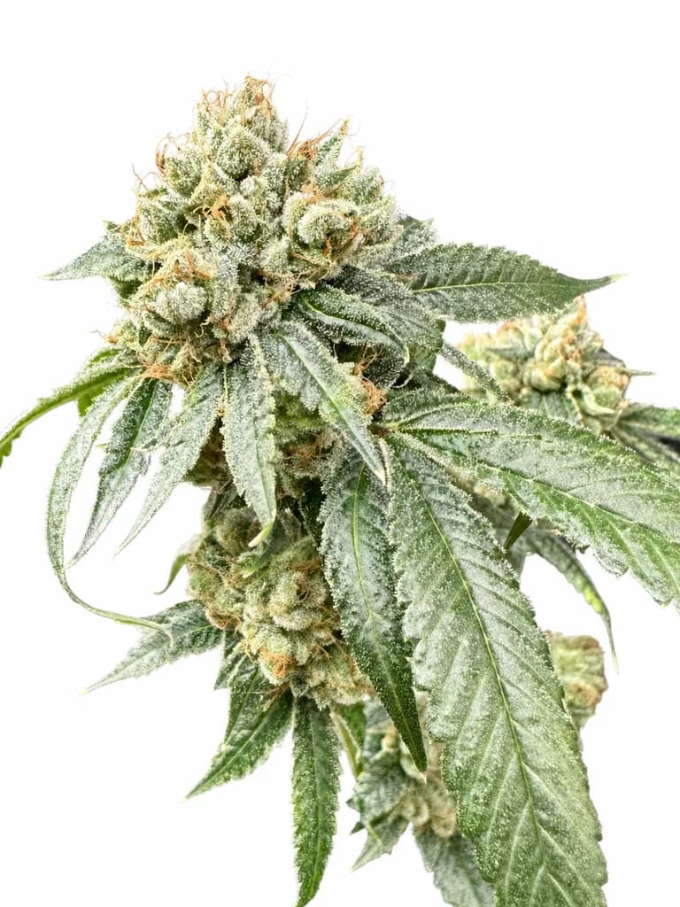 Med. Cannabis