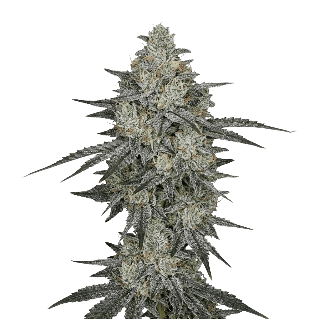 Cannabis der Sorte Bliss