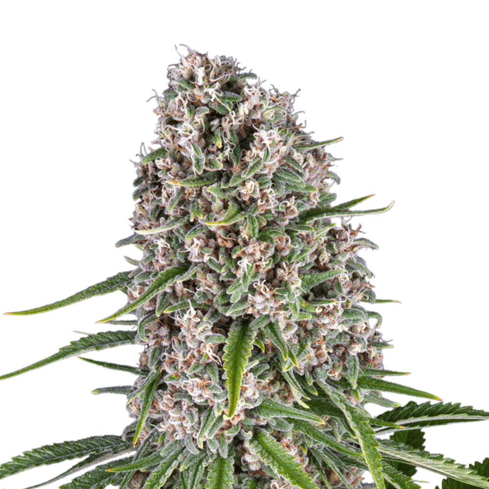 Med. Cannabis