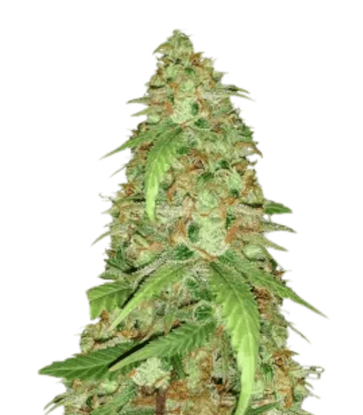 Med. Cannabis