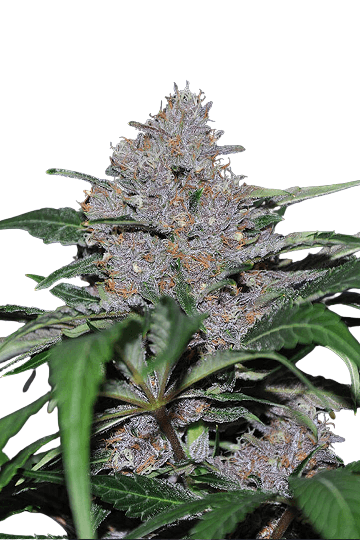 Cannabis der Sorte Blue Dream