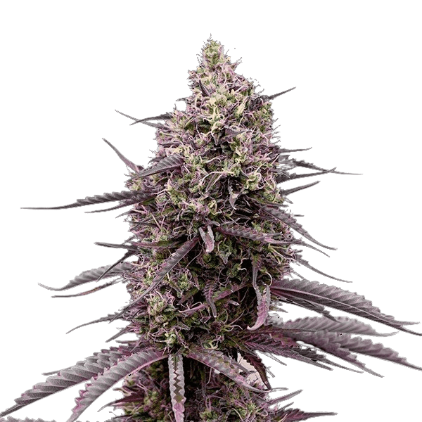 Med. Cannabis