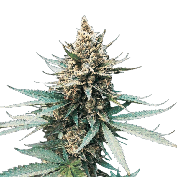 Med. Cannabis