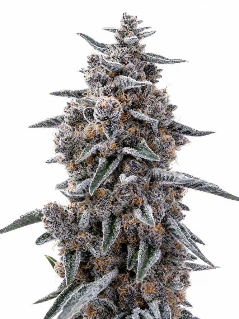 Med. Cannabis
